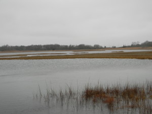 Marsh at High Tide