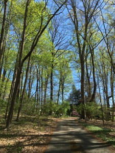 fresh green leaves